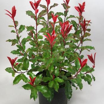 Photinia Magical® 'Volcano' (275524)