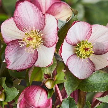 Helleborus x glandorfensis 'COSEH 5400' PPAF