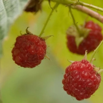 Rubus idaeus 'Boyne' 