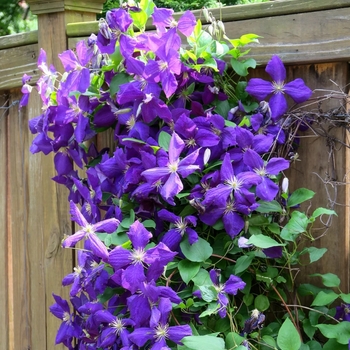 Clematis jackmanii 'Superba' 