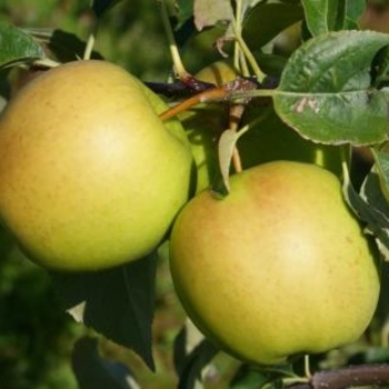 Malus domestica 'Golden Dorsett' 