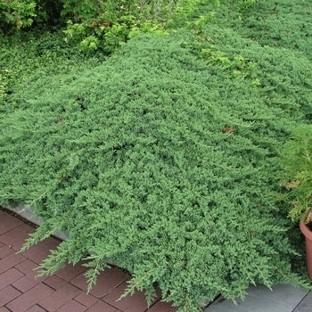 Juniperus procumbens 'Greenmound' 