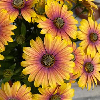 Osteospermum ecklonis