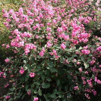 Symphoricarpos x doorenbosii 'Kolmcan' PP20,931