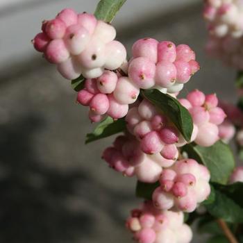 Symphoricarpos x doornbosii 'Kolmajo' 