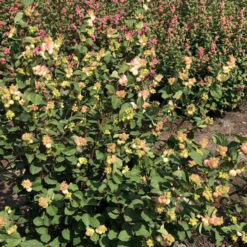 Symphoricarpos x doornbosii 'Kolmarrho' 