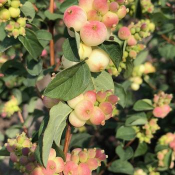 Symphoricarpos x doornbosii Magical® 'Little Red Riding Hood' (275604)