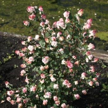 Symphoricarpos x doornbosii Magical® 'Little Red Riding Hood' (275605)