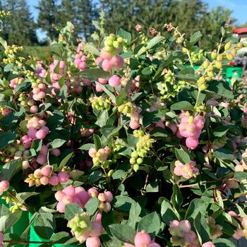 Symphoricarpos x doornbosii Magical® 'Mandy' (275606)