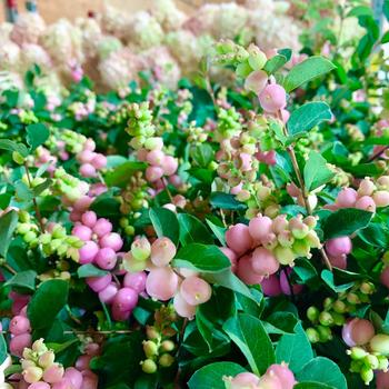 Symphoricarpos x doornbosii Magical® 'Mandy' (275607)