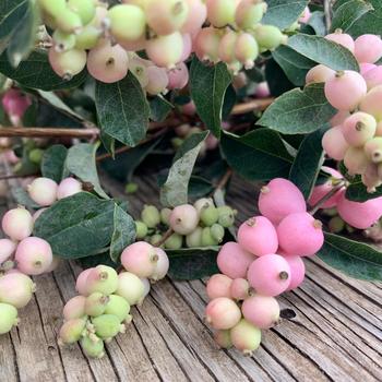 Symphoricarpos x doornbosii 'Kolmaman' 