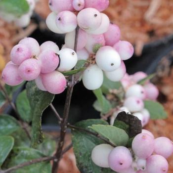 Symphoricarpos x doornbosii Magical® 'Mandy' (275609)