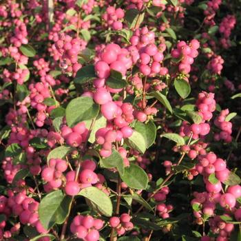 Symphoricarpos x doornbosii 'Kolmatemta' 