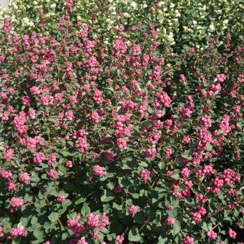 Symphoricarpos x doornbosii Magical® 'Temptation' (275611)