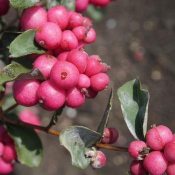 Symphoricarpos x doornbosii Magical® 'Temptation' (275613)