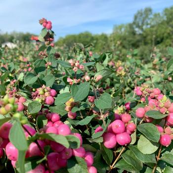 Symphoricarpos x doornbosii Magical® 'Treasure' (275614)