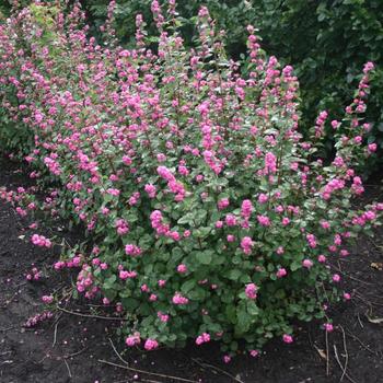 Symphoricarpos x doornbosii Magical® 'Treasure' (275615)