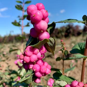 Symphoricarpos x doornbosii Magical® 'Treasure' (275617)