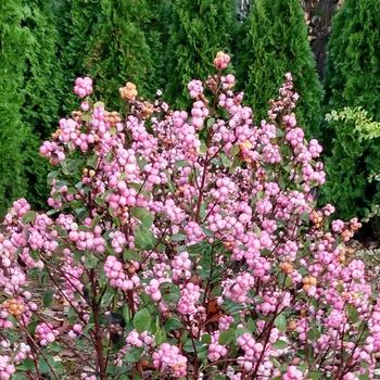 Symphoricarpos 'Sofie' 