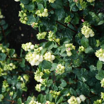 Symphoricarpos Symphony™ '' (275619)