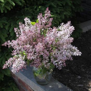 Syringa patula 'Violet Uprising™' (275621)