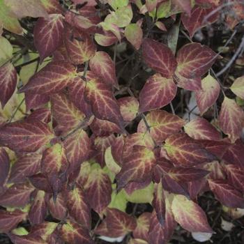 Syringa patula 'Violet Uprising™' (275622)