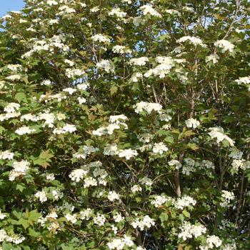 Viburnum trilobum 'Redwing' (275623)