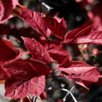 Viburnum trilobum 'Redwing' (275624)