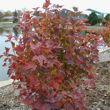 Viburnum trilobum 'Redwing' (275625)