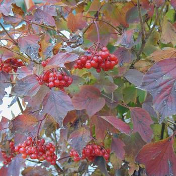 Viburnum trilobum 'J N Select' 