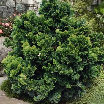 Chamaecyparis obtusa 'Nana Gracilis' 