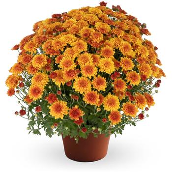 Chrysanthemum x morifolium 'Beatrice™ Orange' 