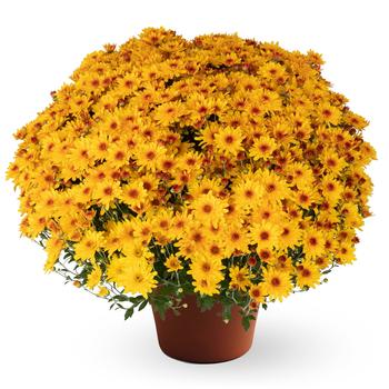 Chrysanthemum x morifolium 'Ellen™ Golden Bicolor'