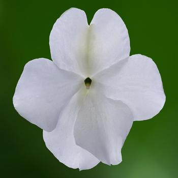 Impatiens walleriana