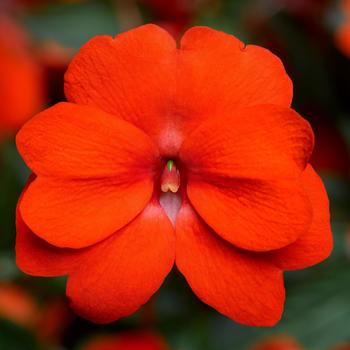 Impatiens hawkeri