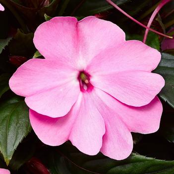 Impatiens hawkeri