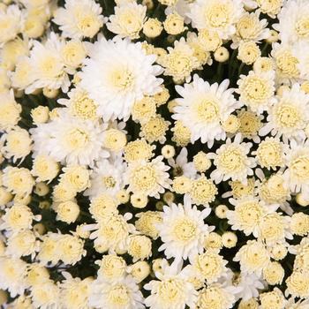 Chrysanthemum x morifolium Angela™ White