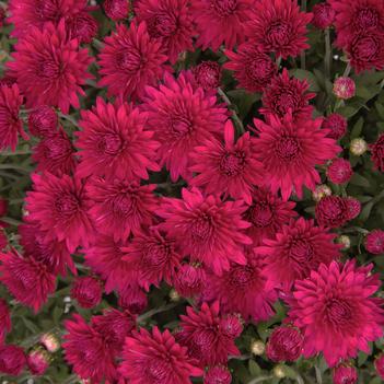 Chrysanthemum x morifolium