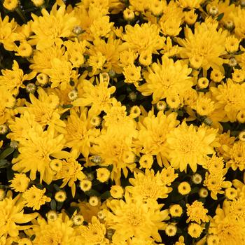 Chrysanthemum x morifolium