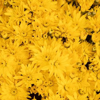 Chrysanthemum x morifolium