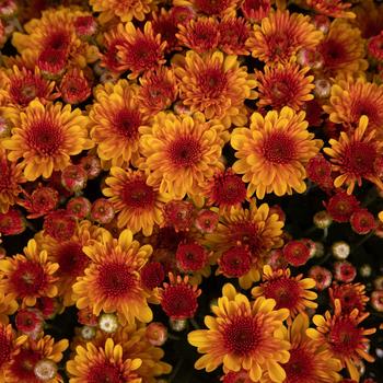 Chrysanthemum x morifolium