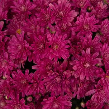 Chrysanthemum x morifolium