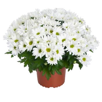 Chrysanthemum indicum 'Alpine Time White' 