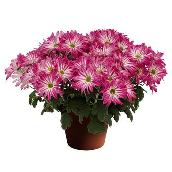 Chrysanthemum indicum 'Cape May™ Pink Bicolor' 