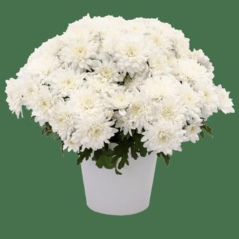 Chrysanthemum indicum 'Kalamazoo™ White' 