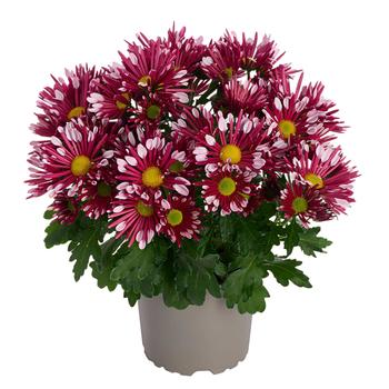 Chrysanthemum indicum 'Loki Pink' 