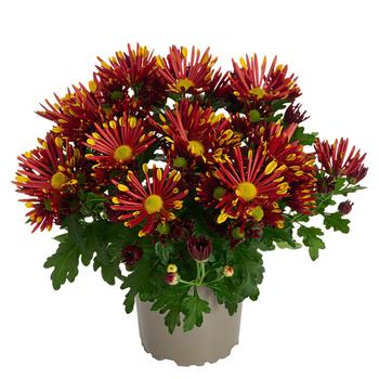 Chrysanthemum indicum 'Loki Red' 