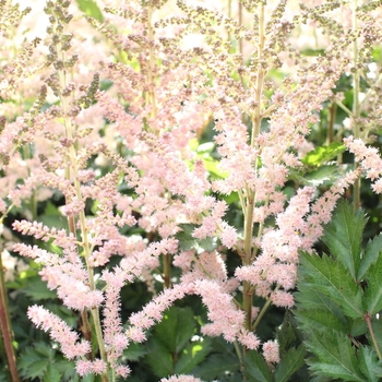 Astilbe chinensis 'Chocolate Cherry' 