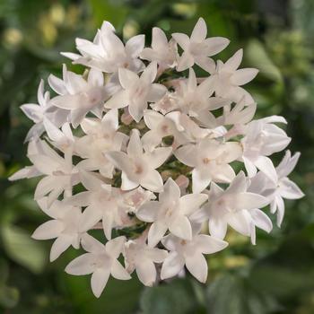 Pentas lanceolata