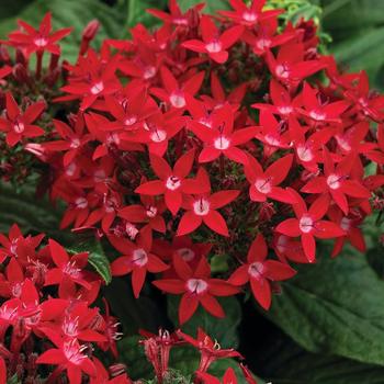 Pentas lanceolata